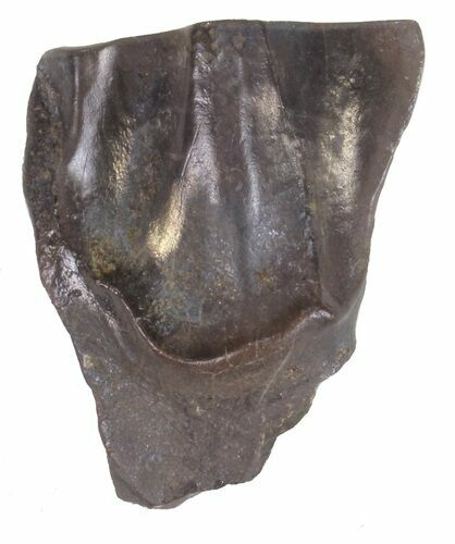 Triceratops Shed Tooth - Montana #57975